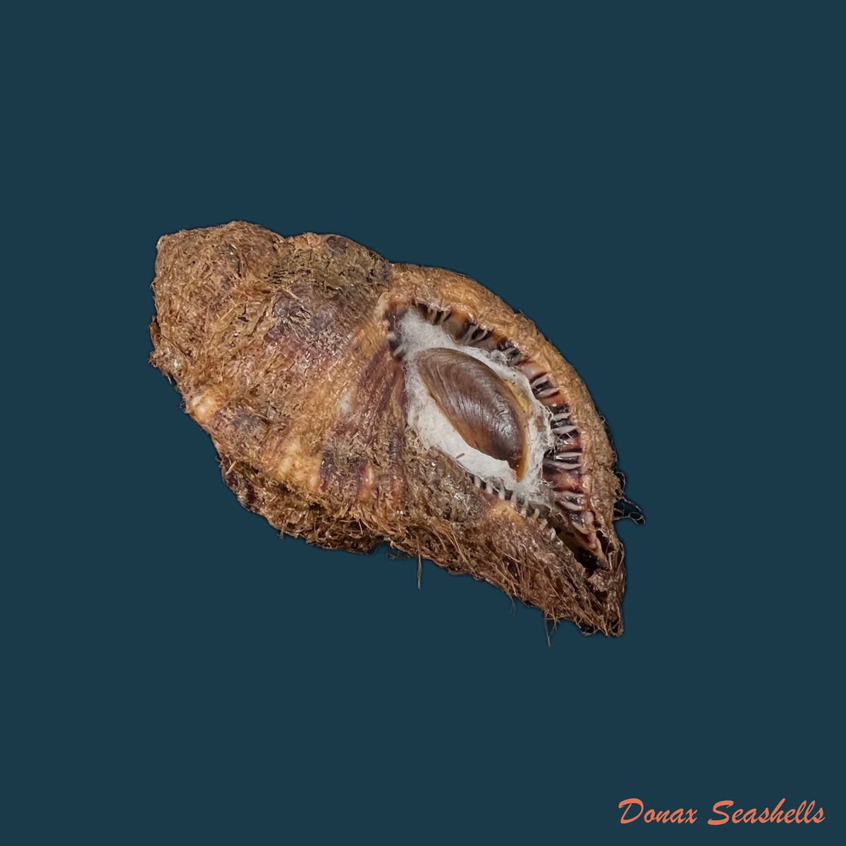 copia-de-monoplex-vestitum-hinds-1844-63-4mm