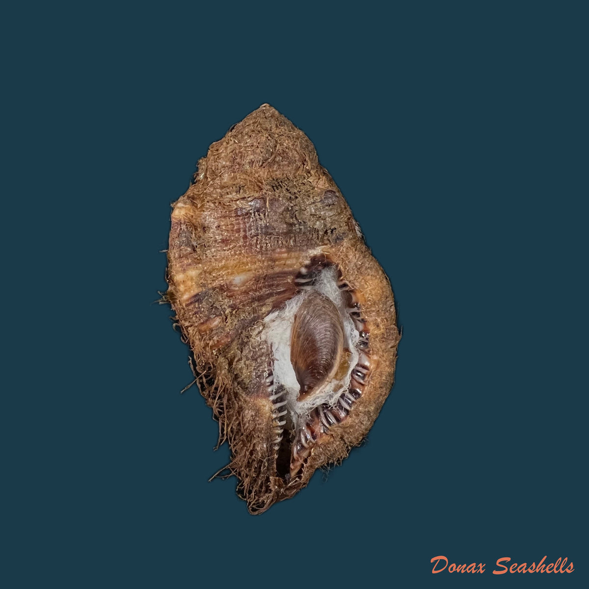 copia-de-monoplex-vestitum-hinds-1844-63-4mm