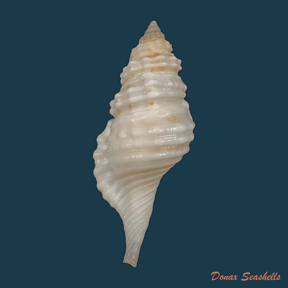 copia-de-monoplex-wiegmanni-anton-1838-71-8mm