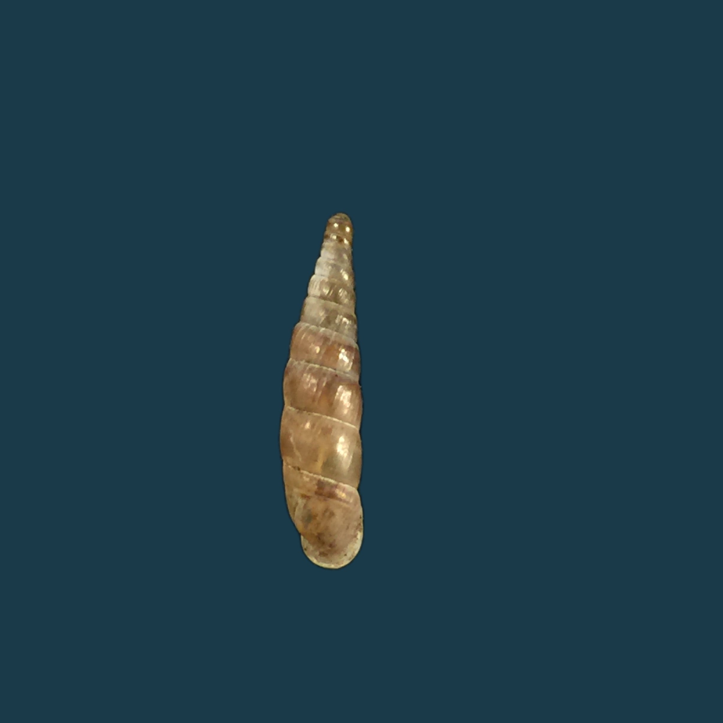Montenegrina kastoriae prespaensis Nordsieck, 1988 - 16,3mm