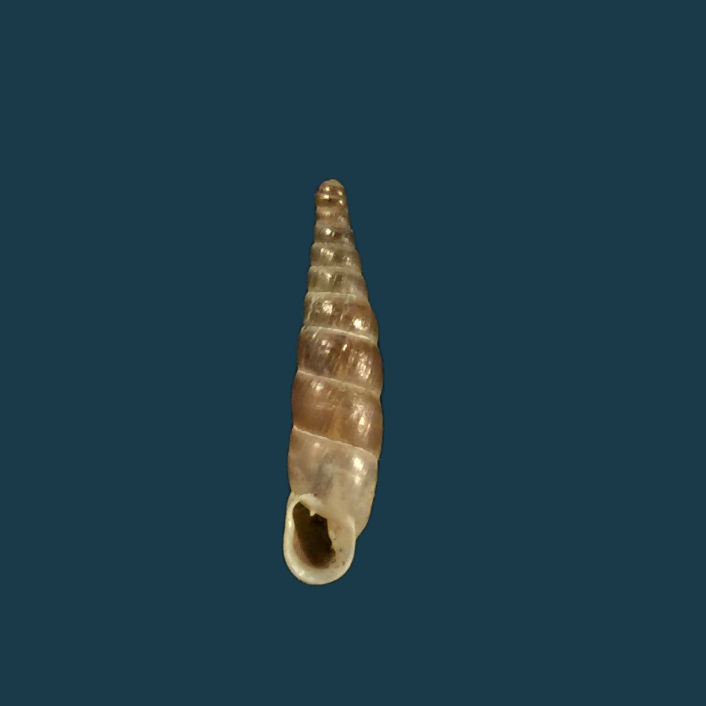Montenegrina kastoriae prespaensis Nordsieck, 1988 - 16,3mm