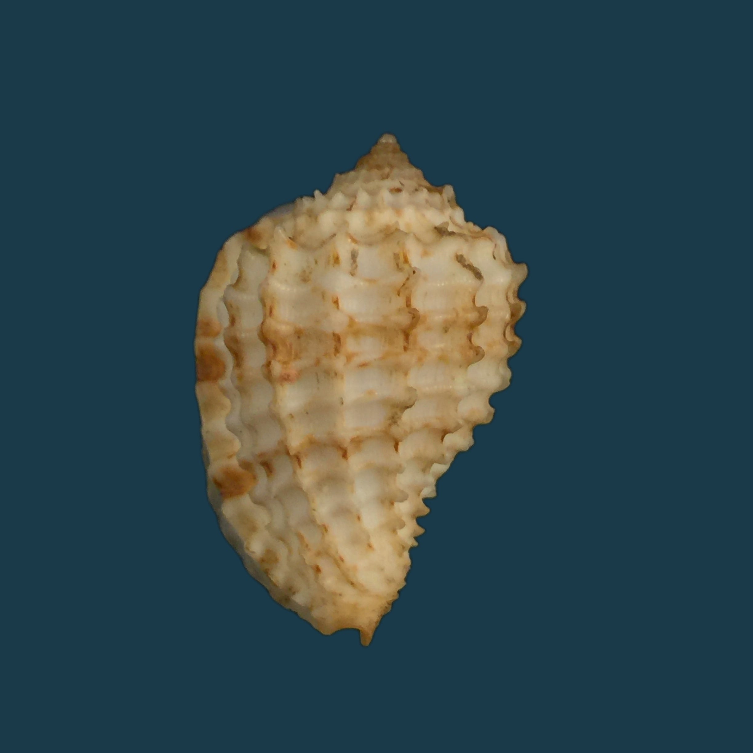 渡边小菅莫鲁姆, 1981 - 30mm
