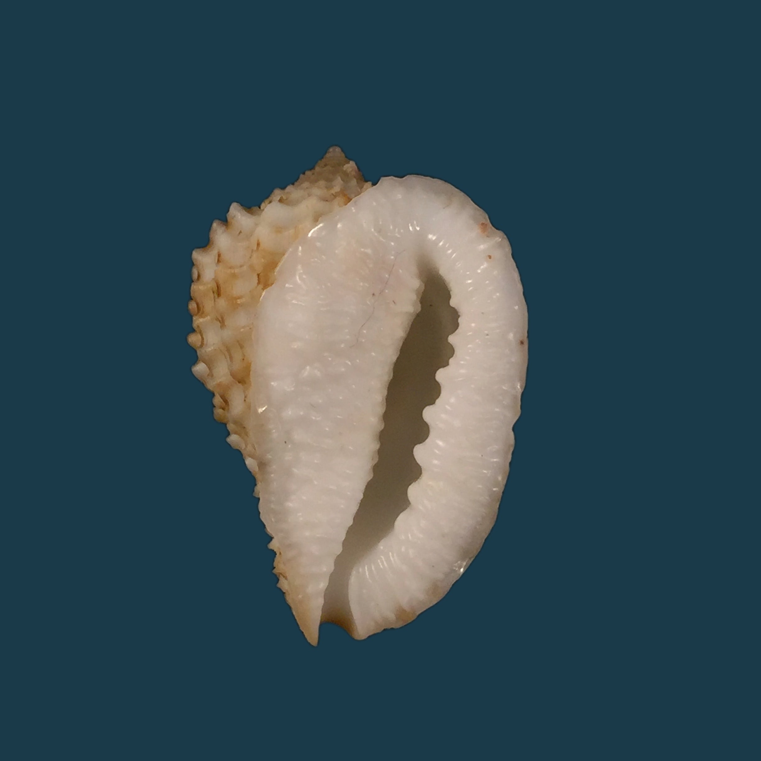 渡边小菅莫鲁姆, 1981 - 30mm