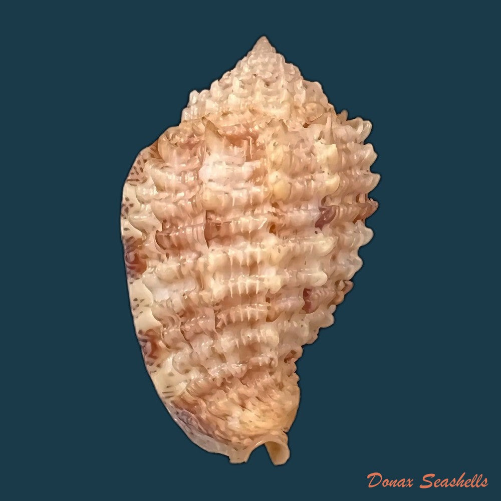 copia-de-morum-grande-a-adams-1855-59-4mm