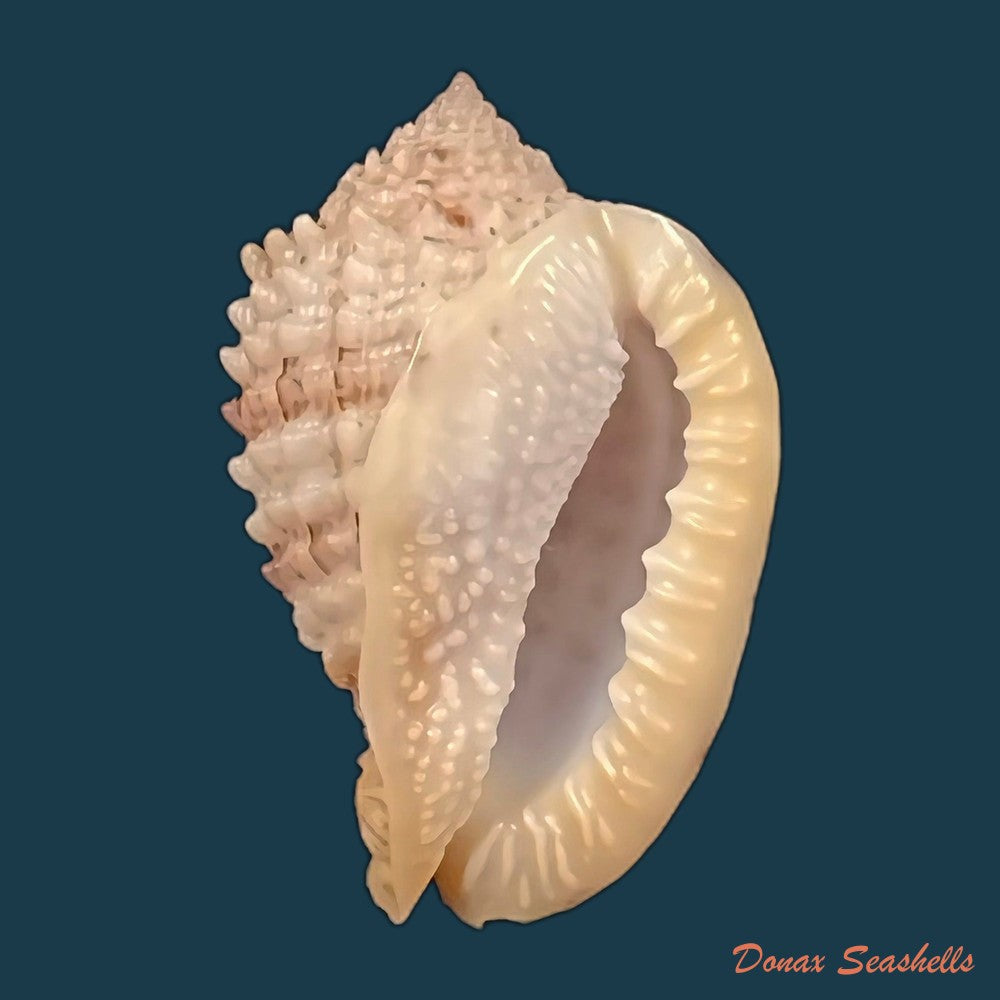 copia-de-morum-grande-a-adams-1855-59-4mm