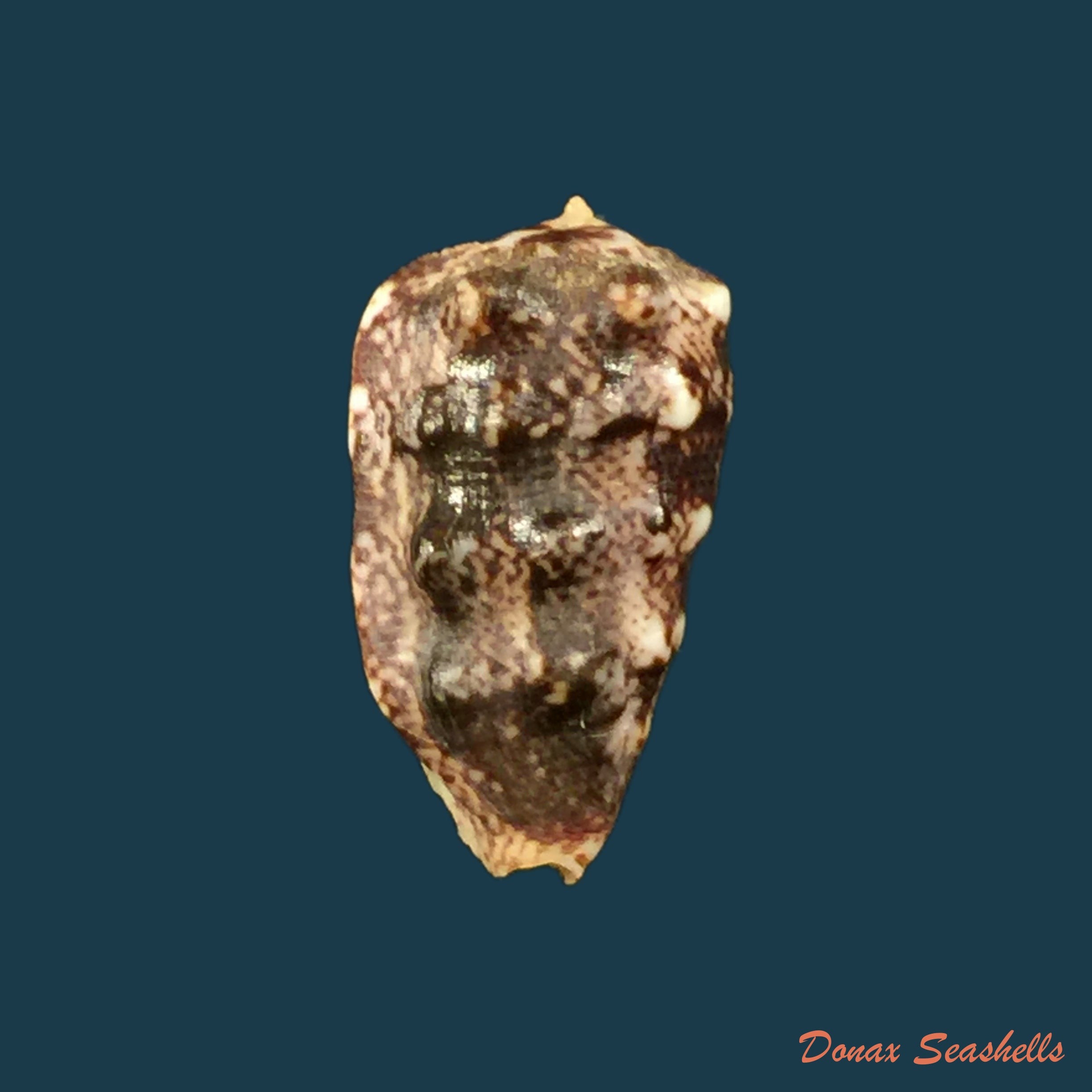 copia-de-morum-tuberculosum-reeve-1842