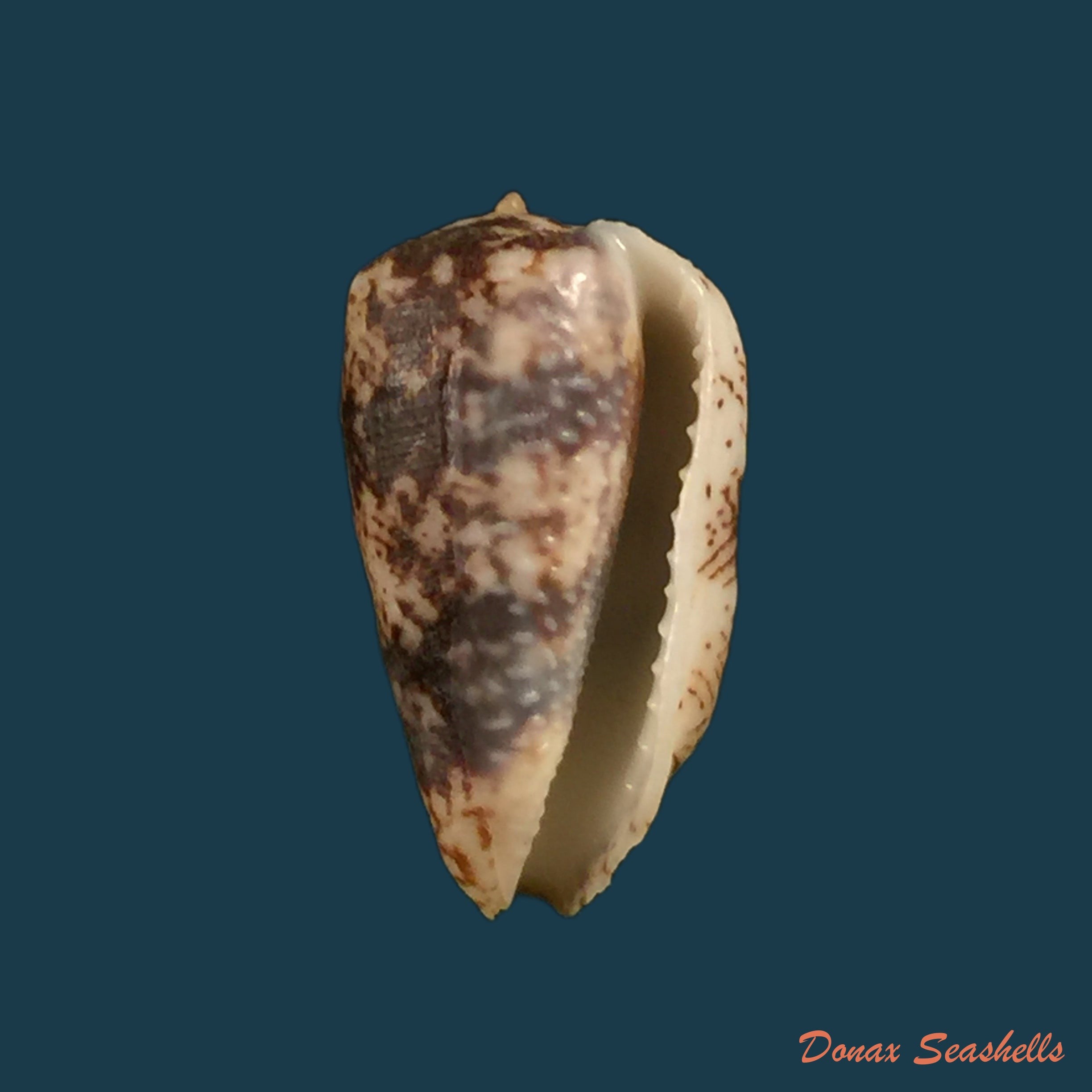 copia-de-morum-tuberculosum-reeve-1842