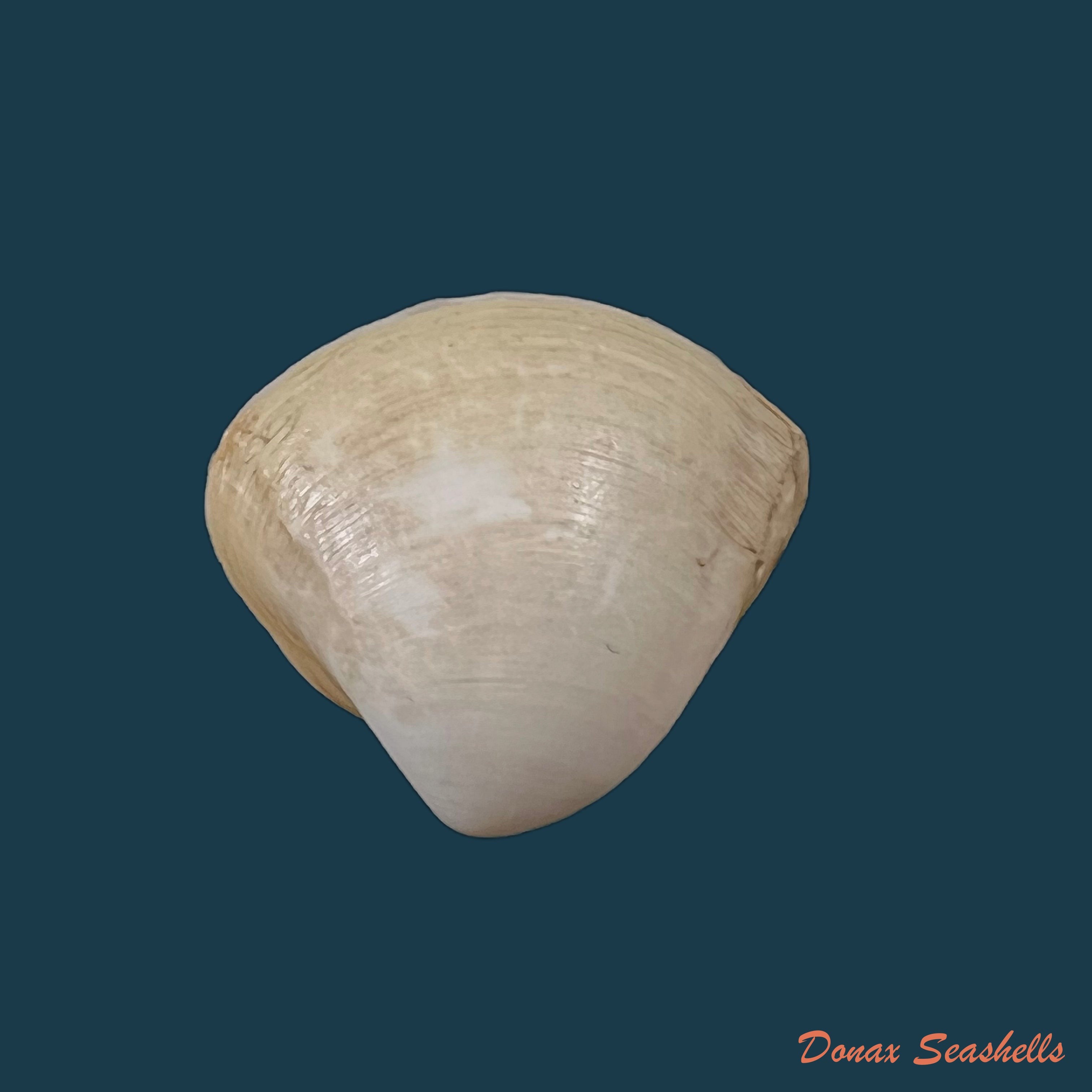 copia-de-mulinia-cleryana-dorbigny-1846