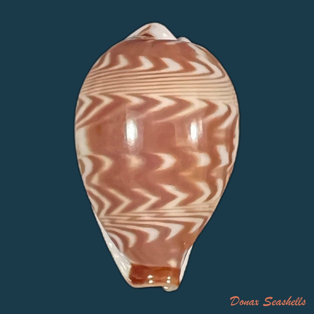 copia-de-muracypraea-mus-donmoorei-bicornes-petuch-1979-44-9mm