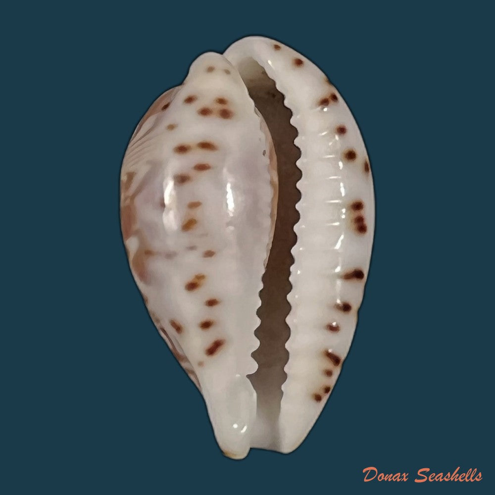 copia-de-muracypraea-mus-donmoorei-bicornes-petuch-1979-44-9mm