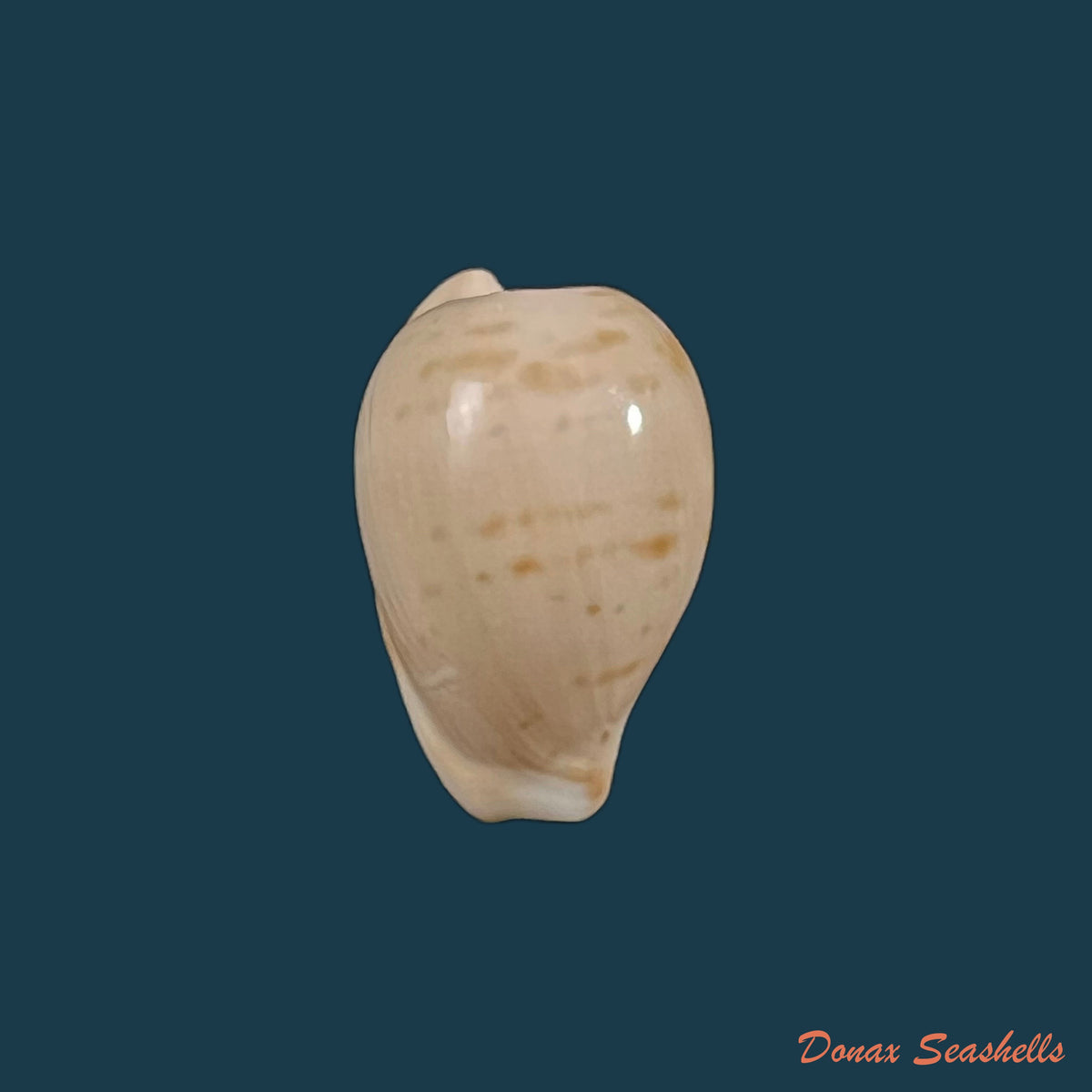 copia-de-muracypraea-mus-linnaeus-1758-40mm