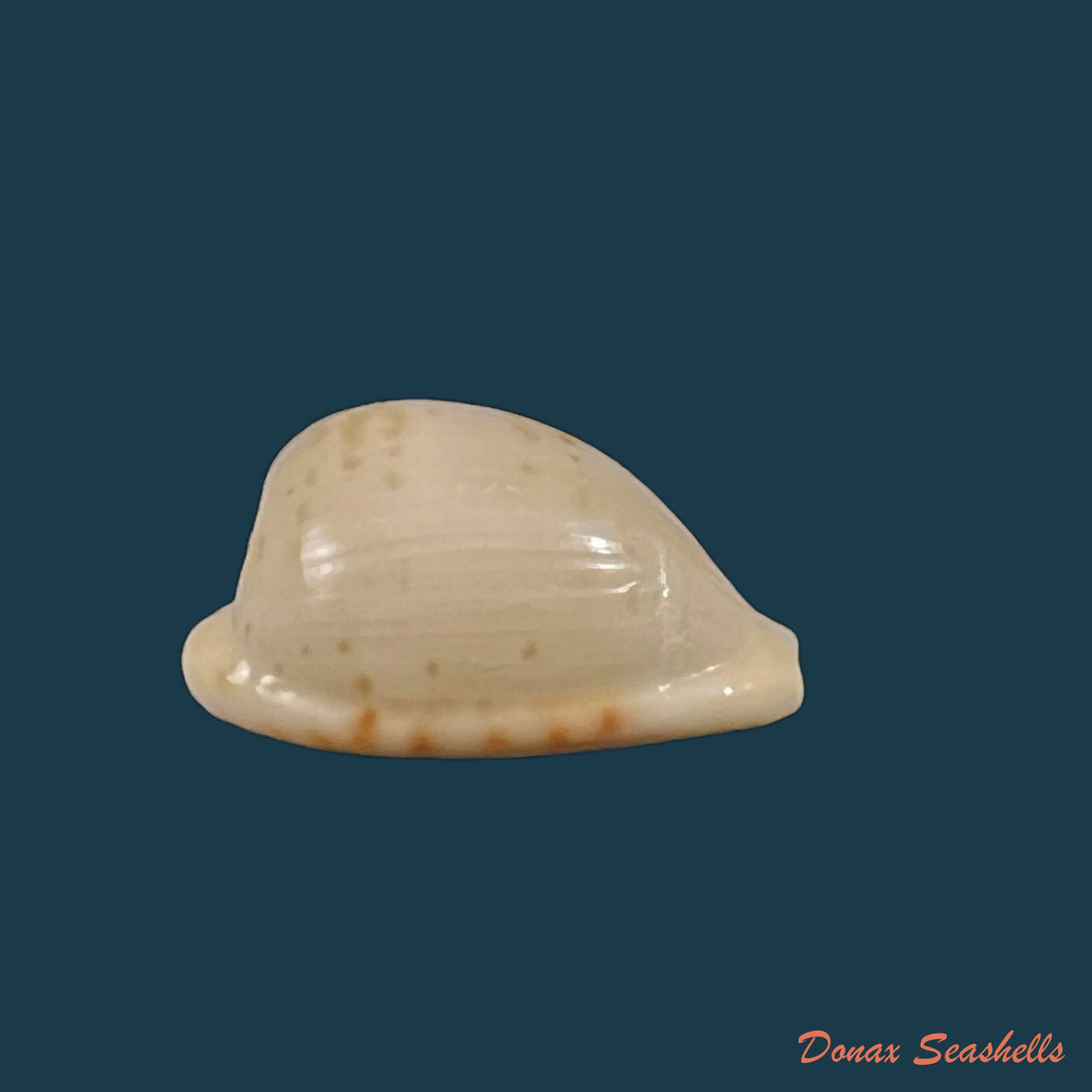copia-de-muracypraea-mus-linnaeus-1758-40mm