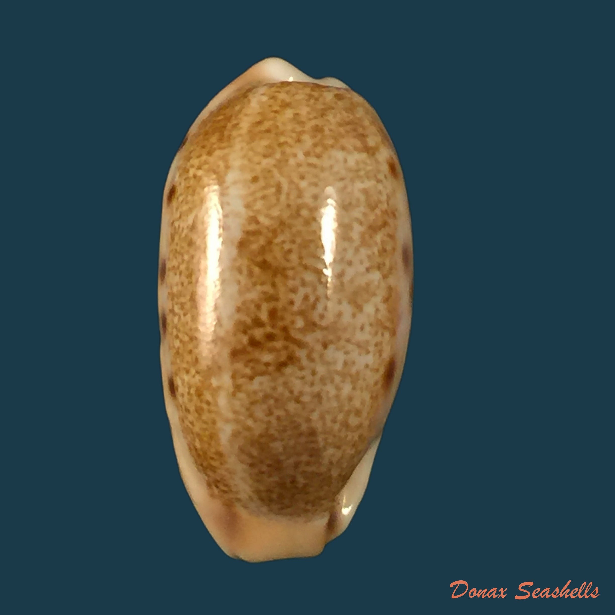 copia-de-muracypraea-mus-linnaeus-1759