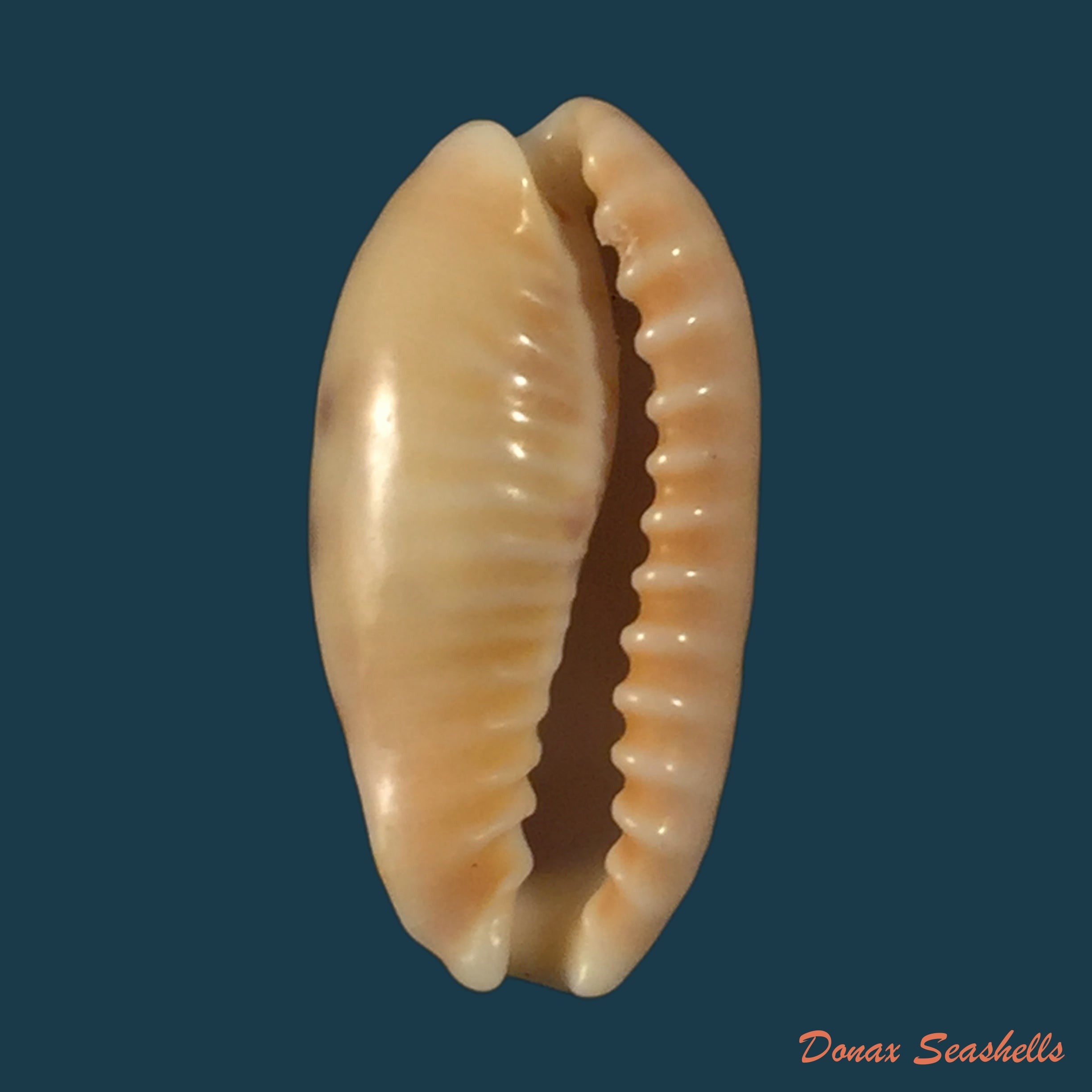 copia-de-muracypraea-mus-linnaeus-1759