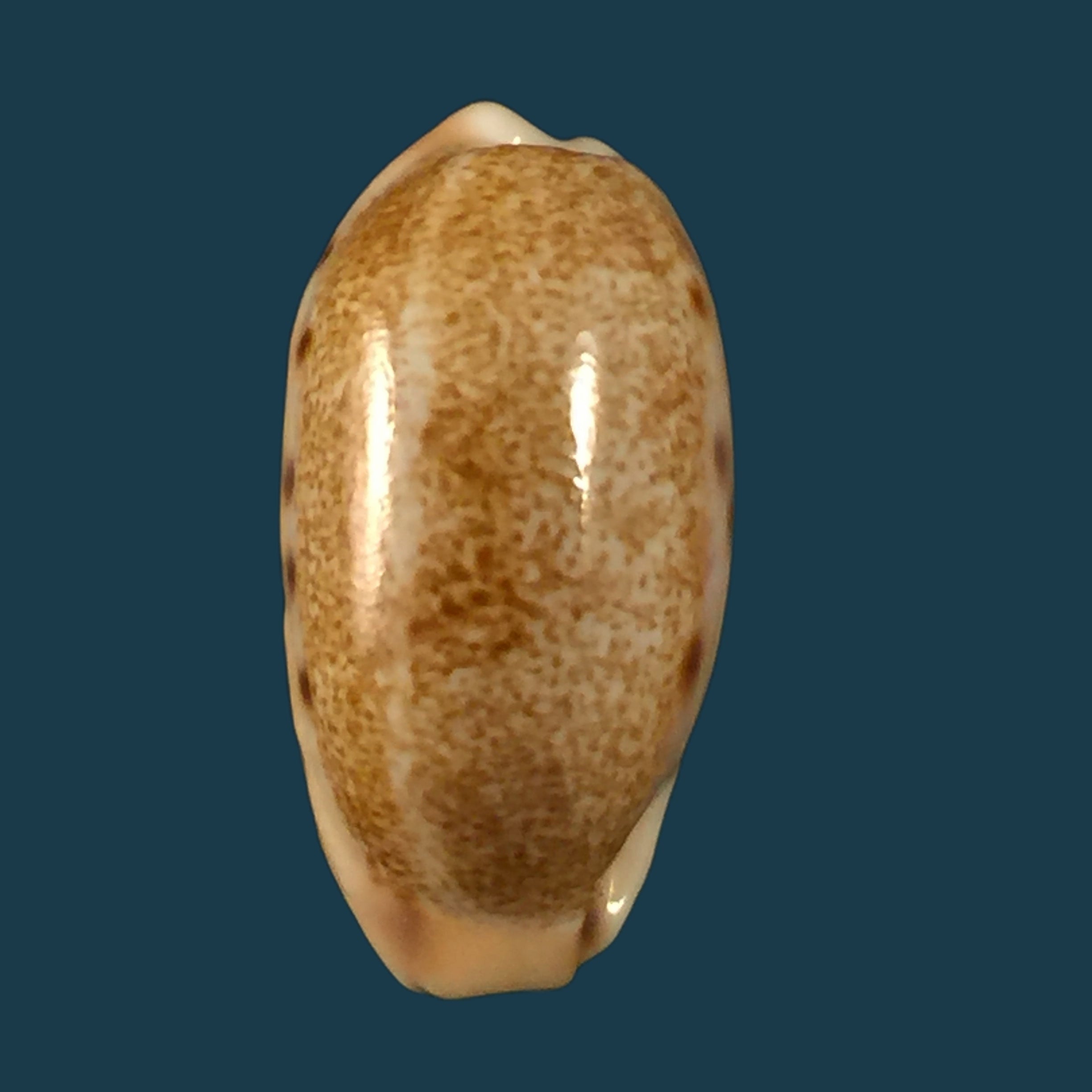 Erronea caurica (Linnaeus, 1758)