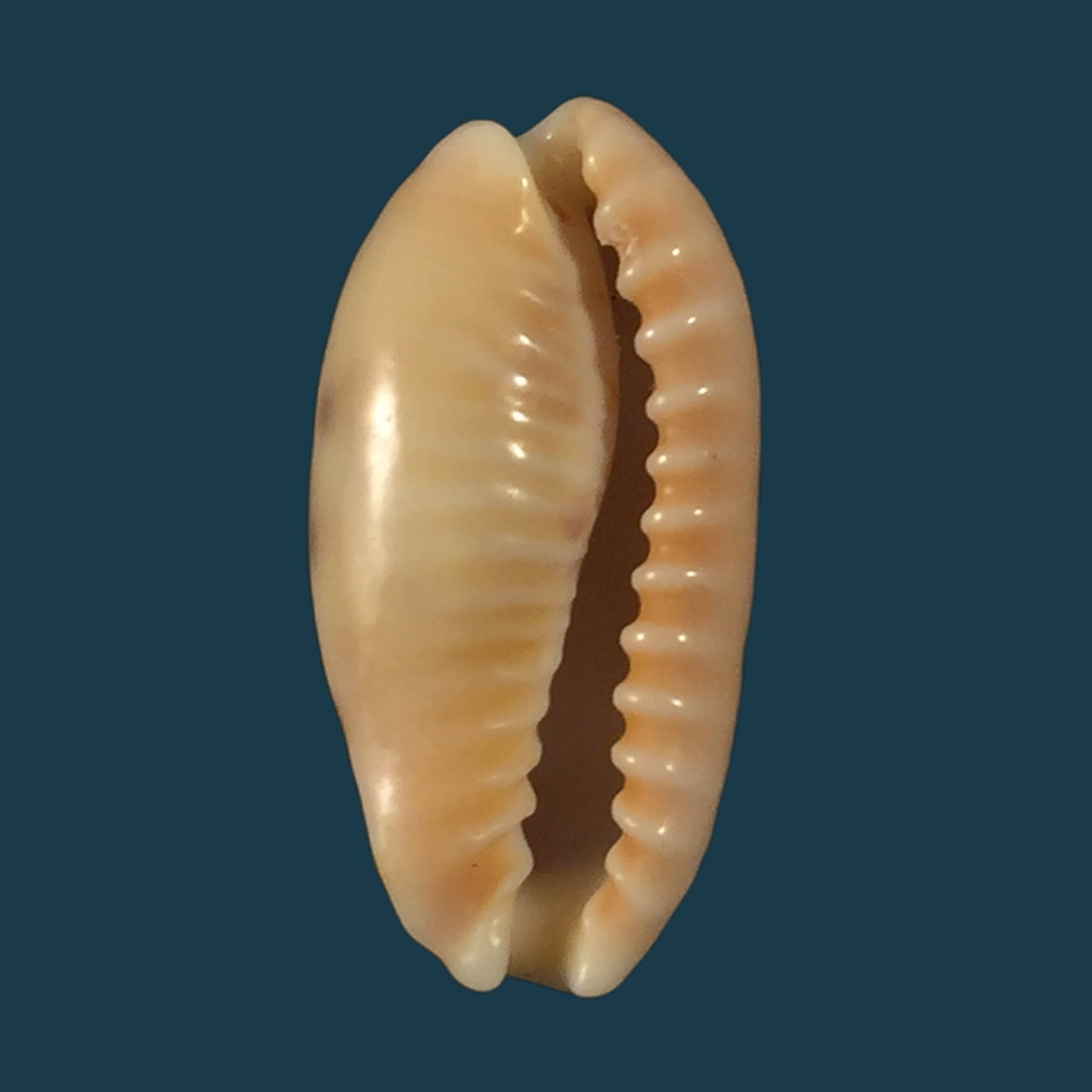 Erronea caurica (Linnaeus, 1758)