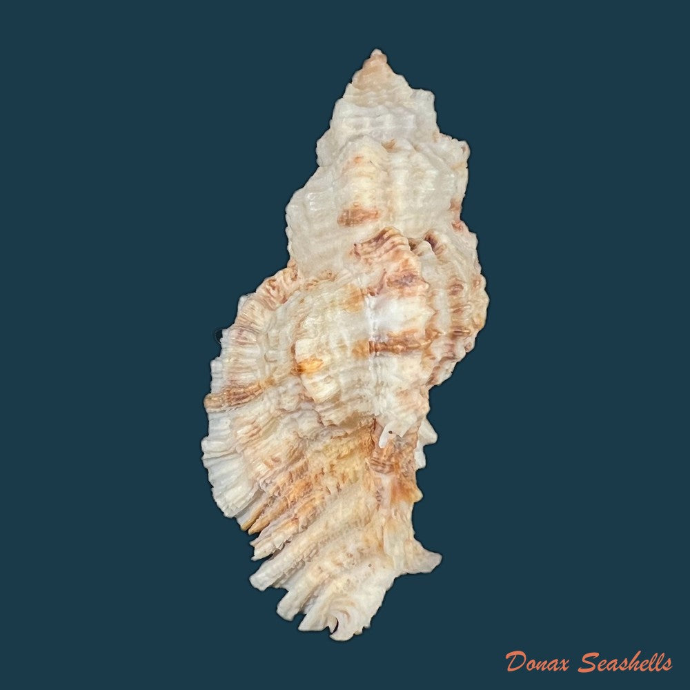 copia-de-murex-djarianensis-poppei-houart-1979-86-8mm