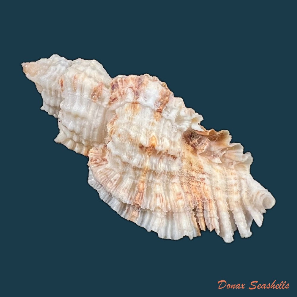 copia-de-murex-djarianensis-poppei-houart-1979-86-8mm