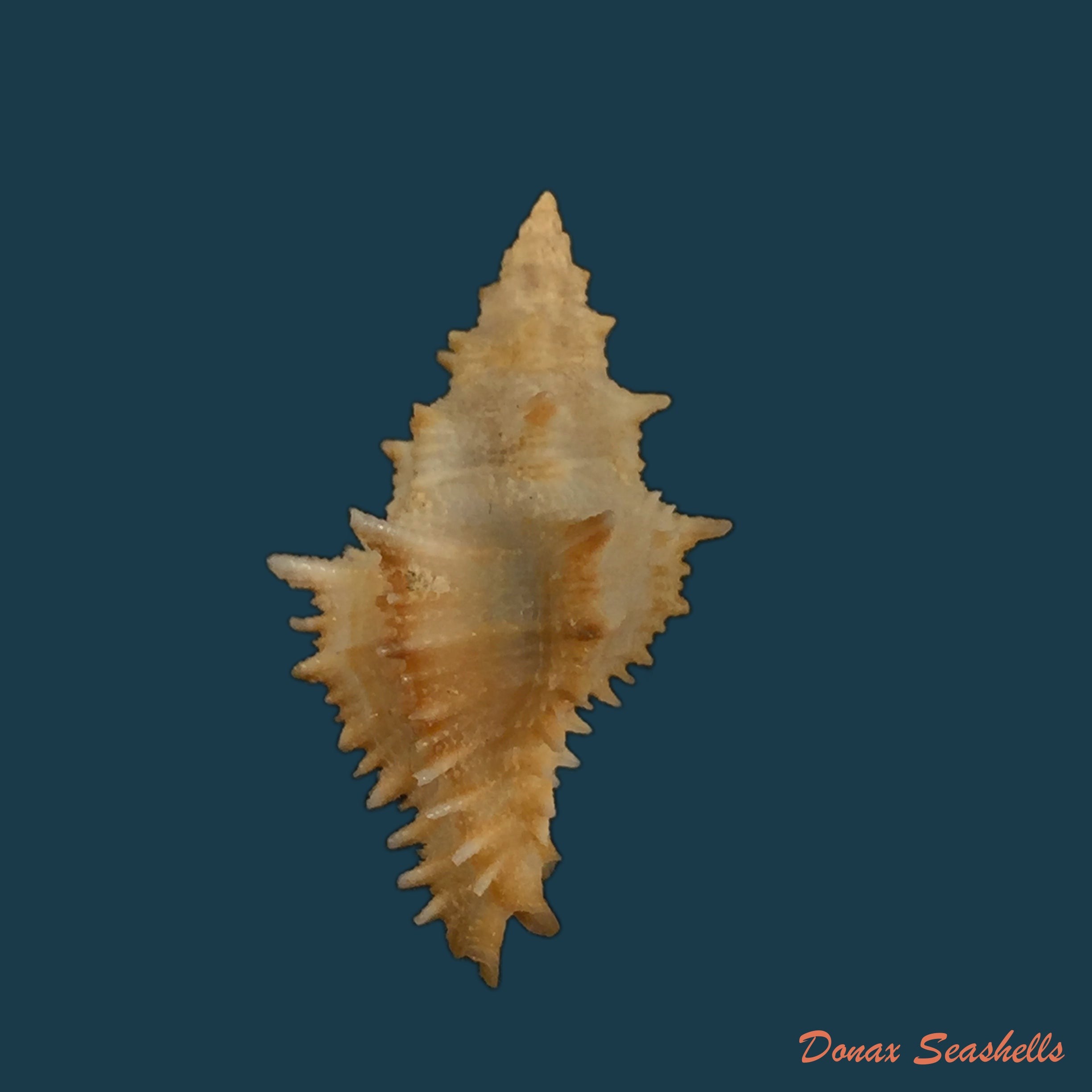 copia-de-murexsul-armatus-a-adams-1854-20-9mm