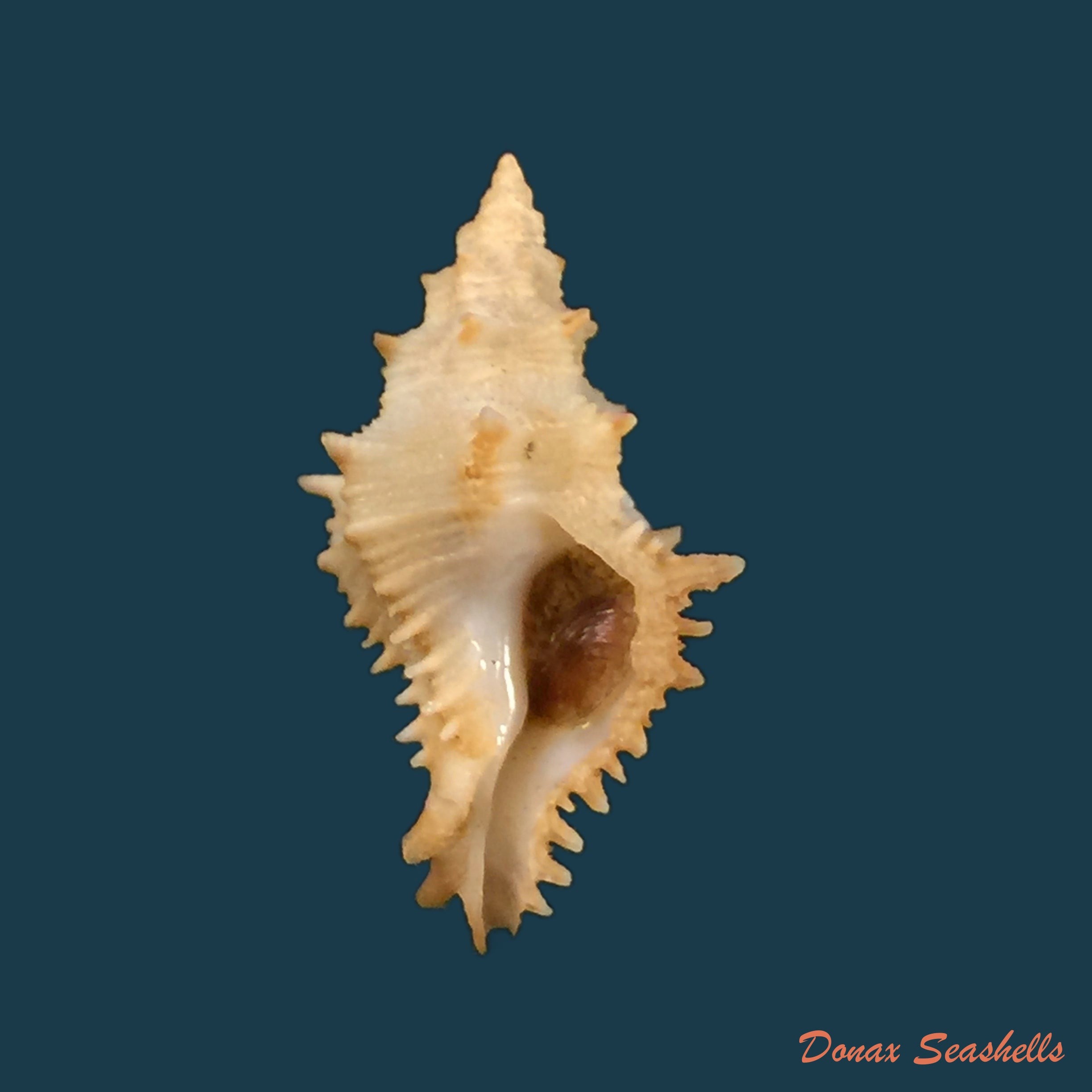 copia-de-murexsul-armatus-a-adams-1854-20-9mm