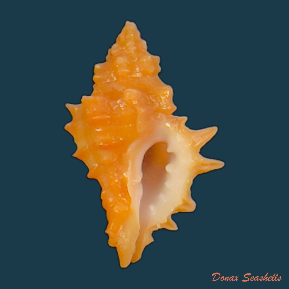 copia-de-muricopsis-josei-e-h-vokes-1994-24-1mm