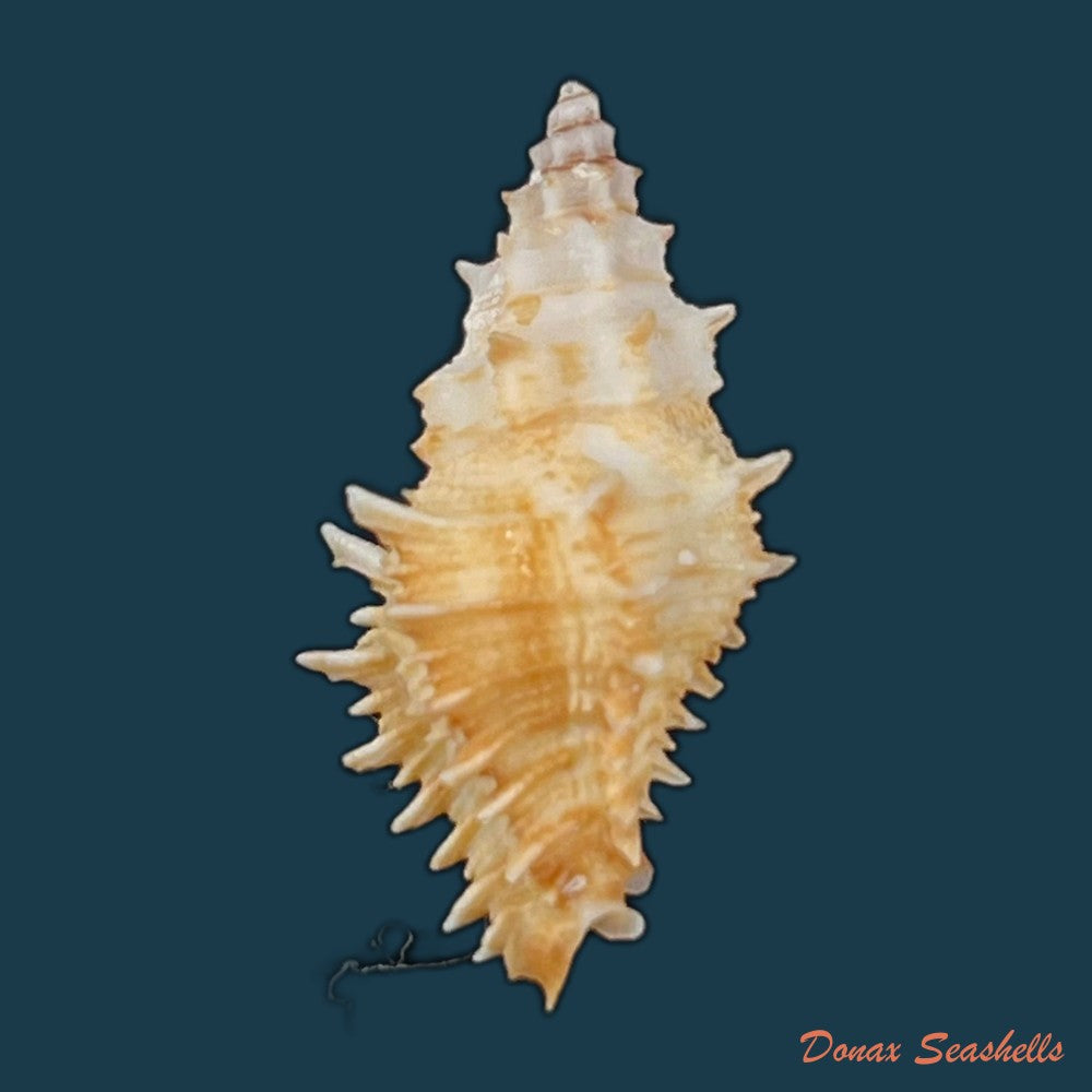 copia-de-muricopsis-josei-vokes-1994-22-3mm