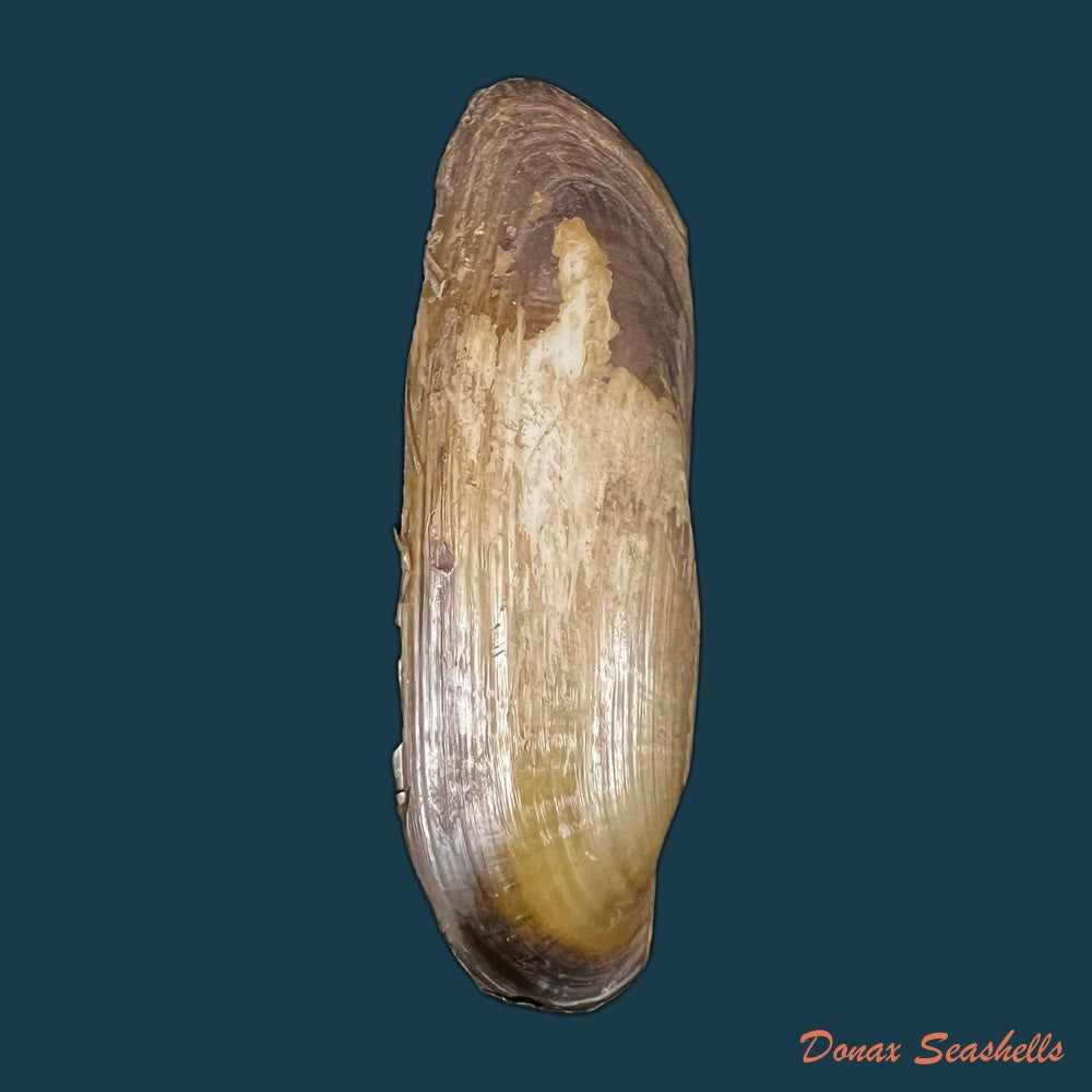 copia-de-mycetopoda-legumen-e-von-martens-1888-84mm