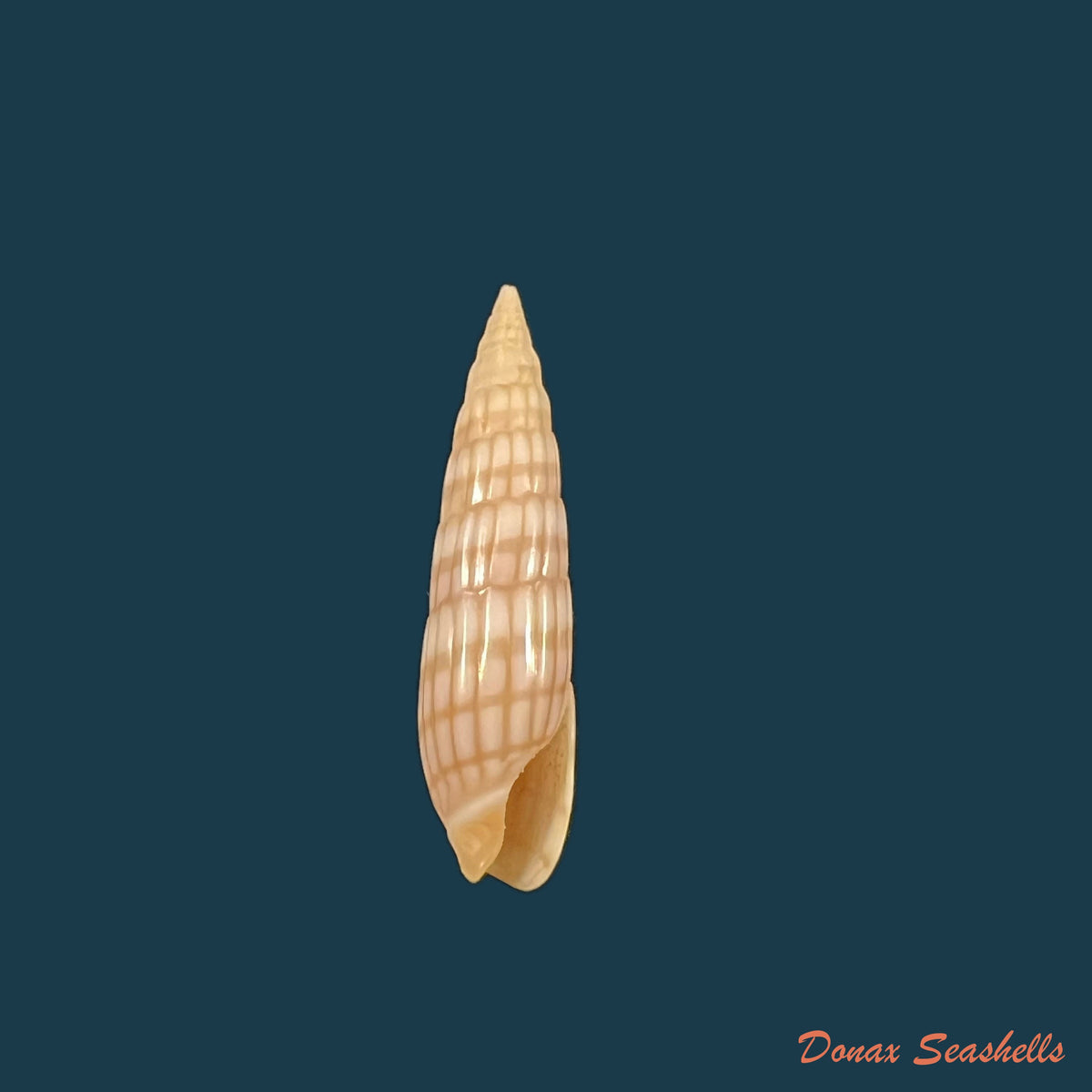 copia-de-myurella-burchi-bratcher-cernohorsky-1982-26-8mm