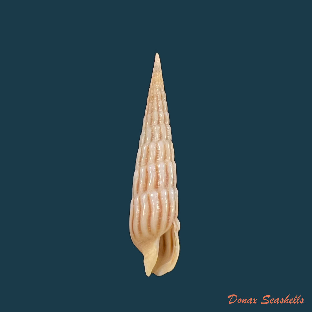 copia-de-myurellopsis-parkinsoni-cernohorsky-bratcher-1976-38-7mm