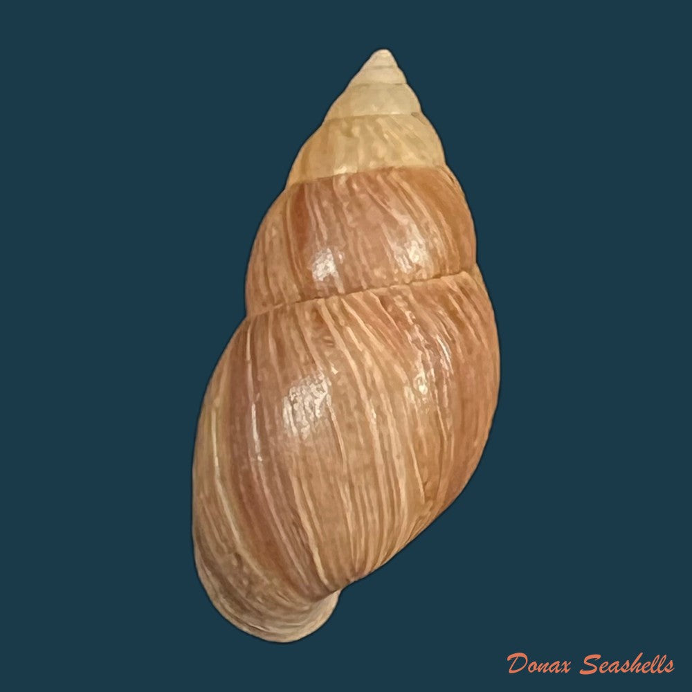 copia-de-naesiotus-quitensis-quitensis-l-pfeiffer-1848-18-7mm