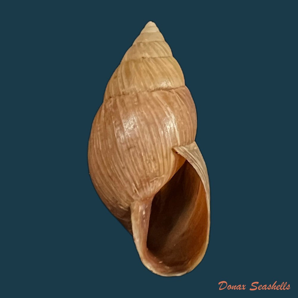 copia-de-naesiotus-quitensis-quitensis-l-pfeiffer-1848-18-7mm