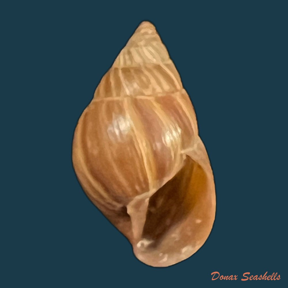 copia-de-naesiotus-quitensis-quitensis-l-pfeiffer-1848-19-9mm-1