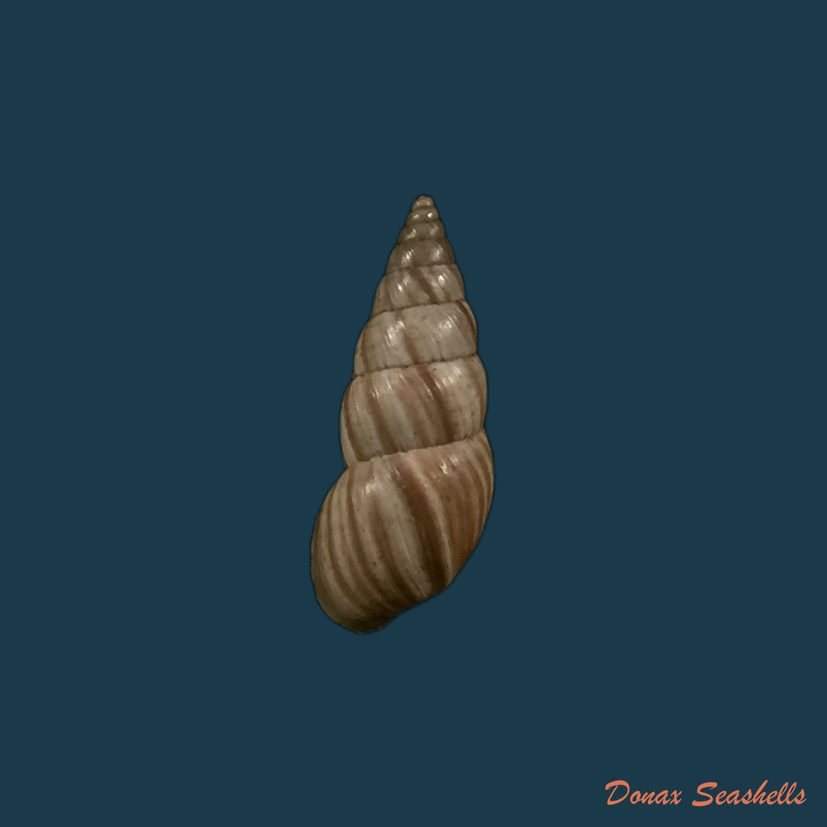 copia-de-naesiotus-quitensis-quitensis-l-pfeiffer-1848-19-9mm