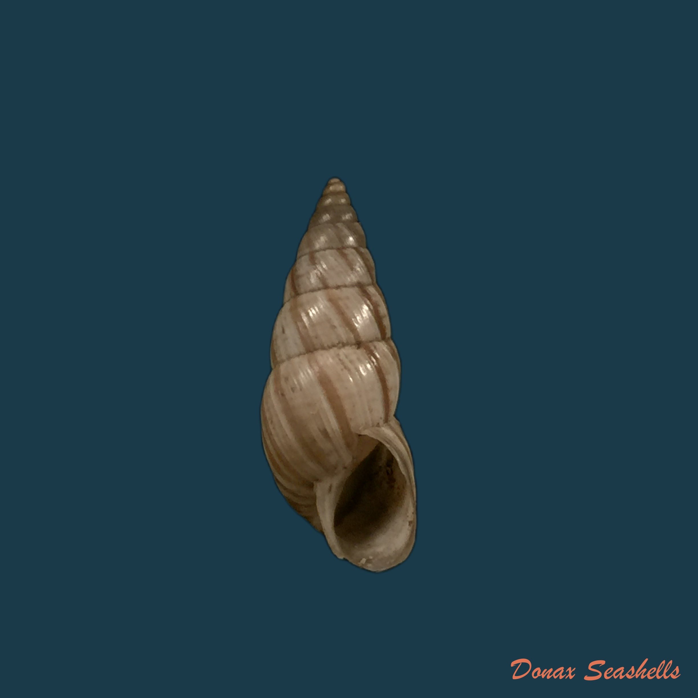 copia-de-naesiotus-quitensis-quitensis-l-pfeiffer-1848-19-9mm