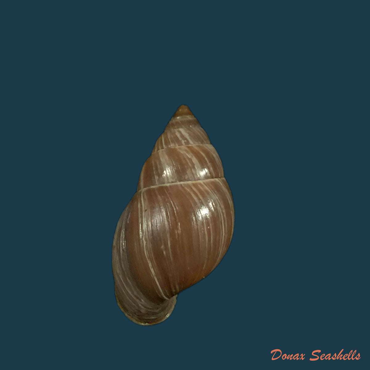 copia-de-naesiotus-quitensis-quitensis-l-pfeiffer-1848-21-1mm
