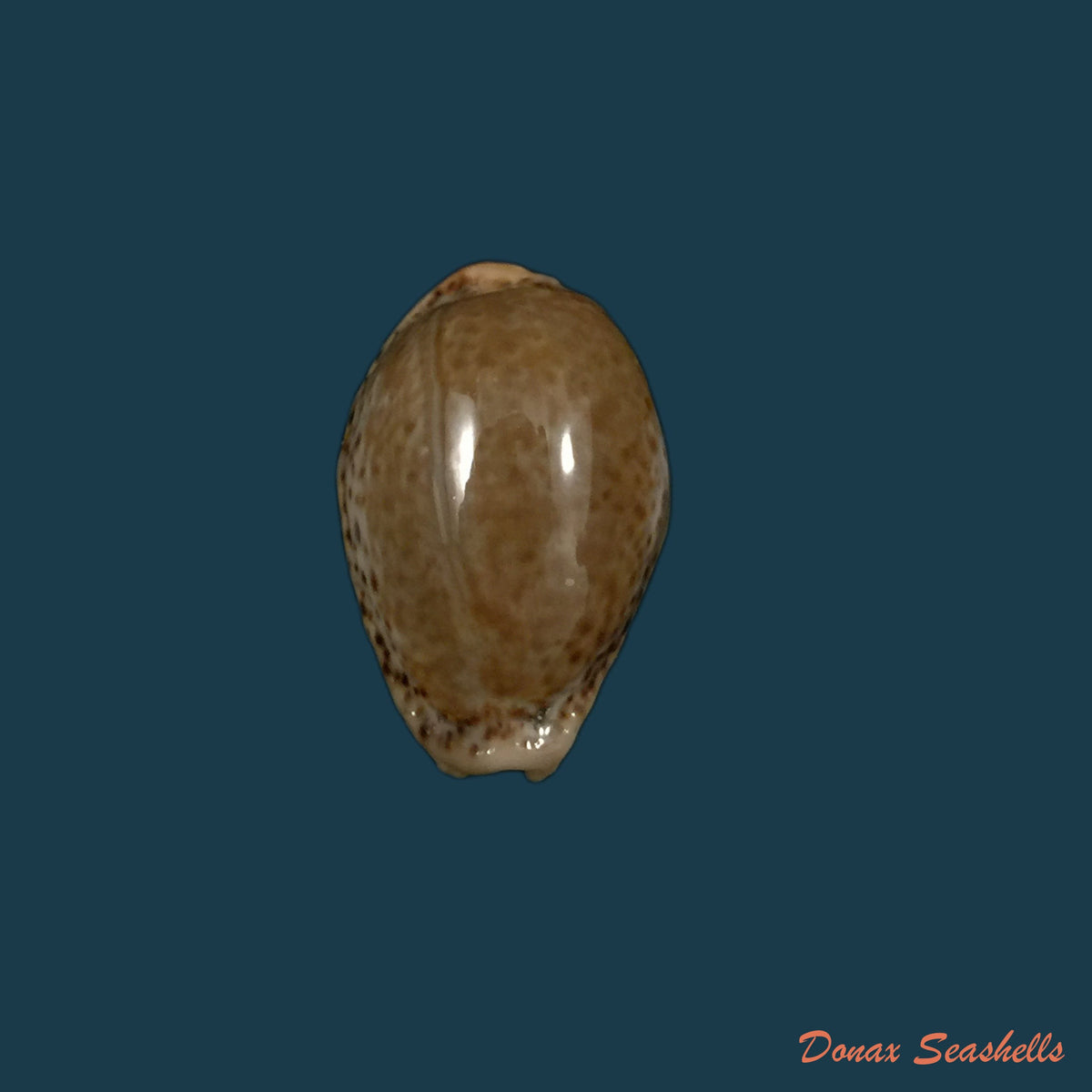 copia-de-naria-erosa-linnaeus-1758-32-6mm