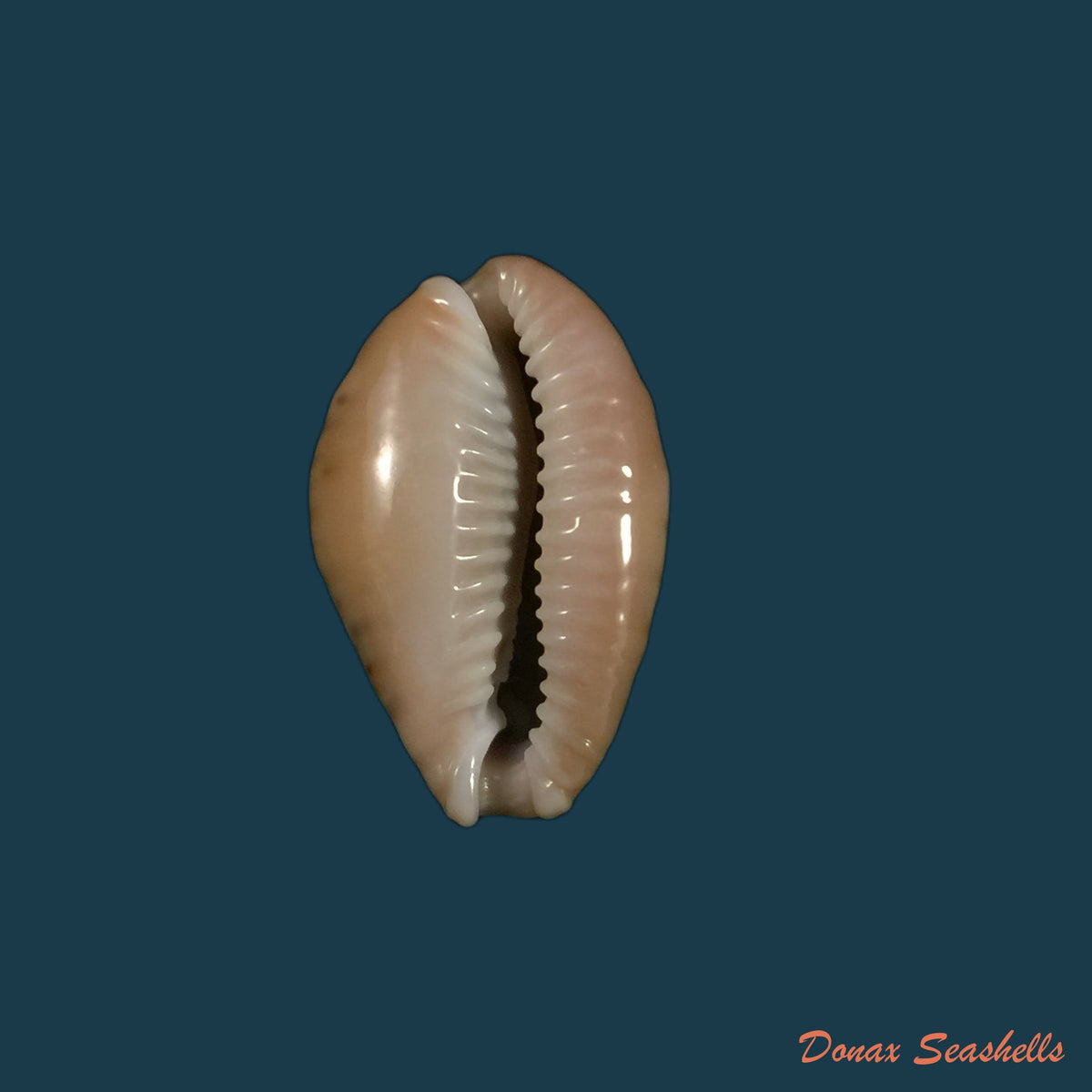 copia-de-naria-erosa-linnaeus-1758-32-6mm