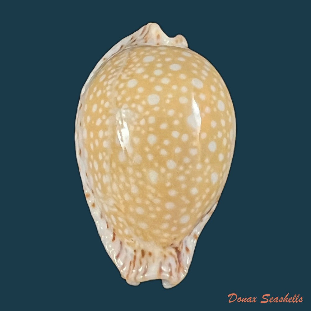 copia-de-naria-lamarckii-j-e-gray-1825-32-4mm
