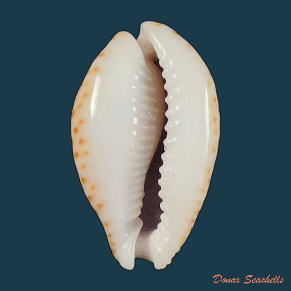 copia-de-naria-lamarckii-j-e-gray-1825-32-4mm