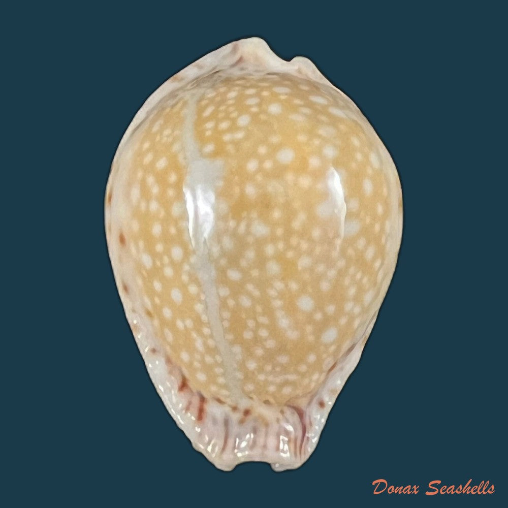 copia-de-naria-lamarckii-j-e-gray-1825-34-7mm