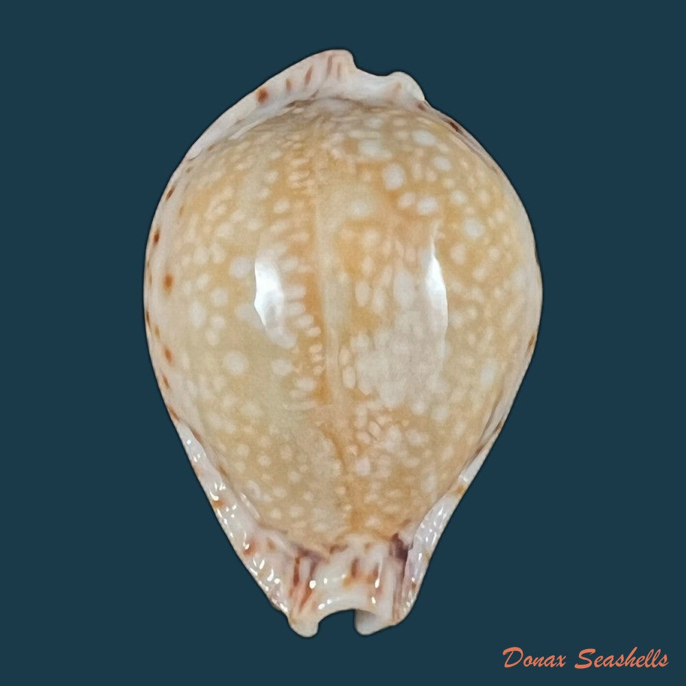 copia-de-naria-lamarckii-j-e-gray-1825-36-2mm
