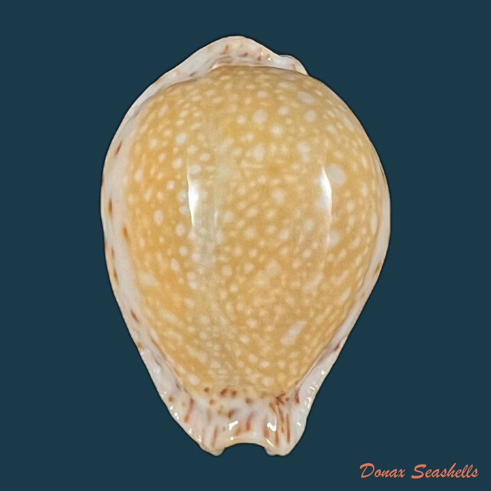 copia-de-naria-lamarckii-j-e-gray-1825-37-6mm-1