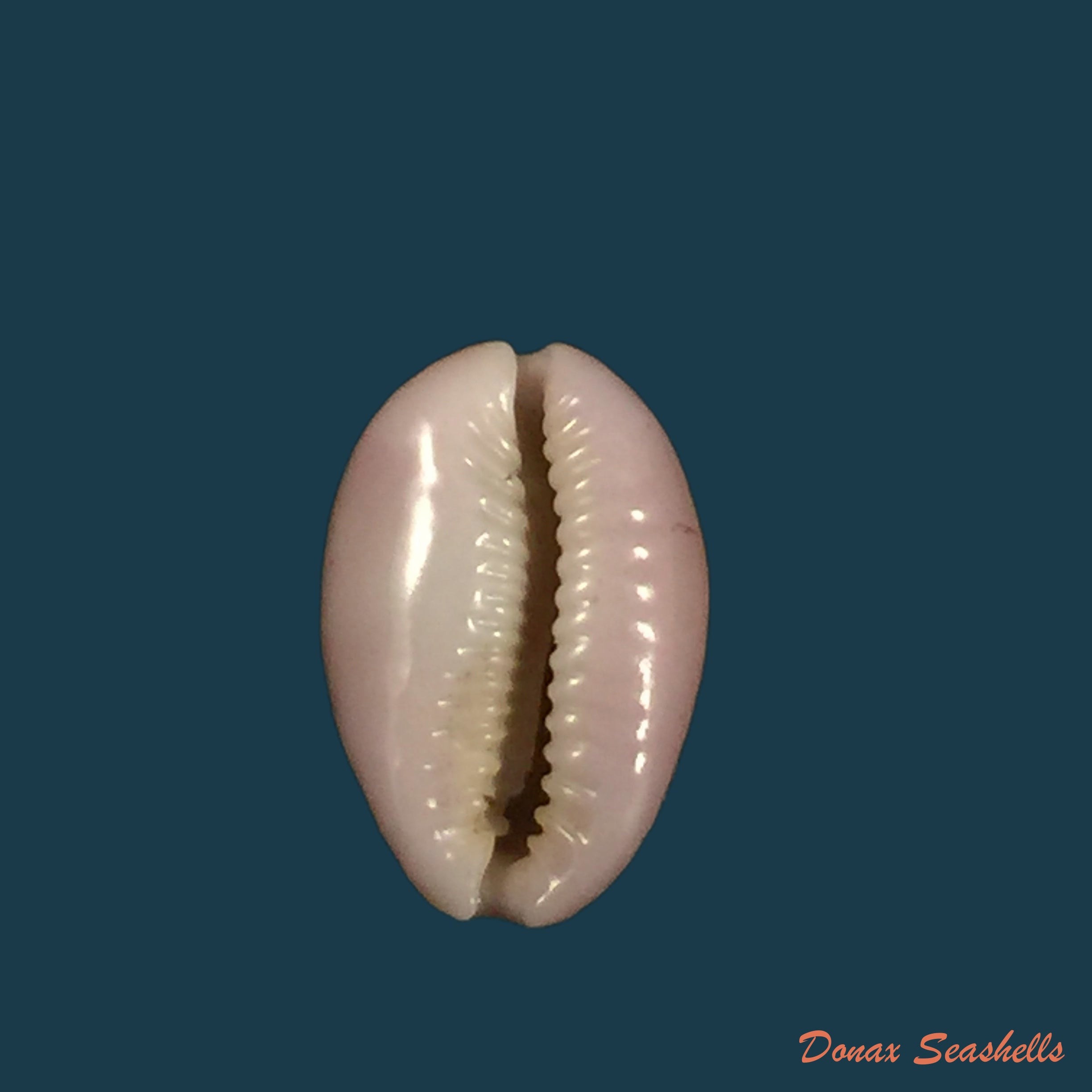 copia-de-naria-lamarckii-j-e-gray-1825-37-6mm