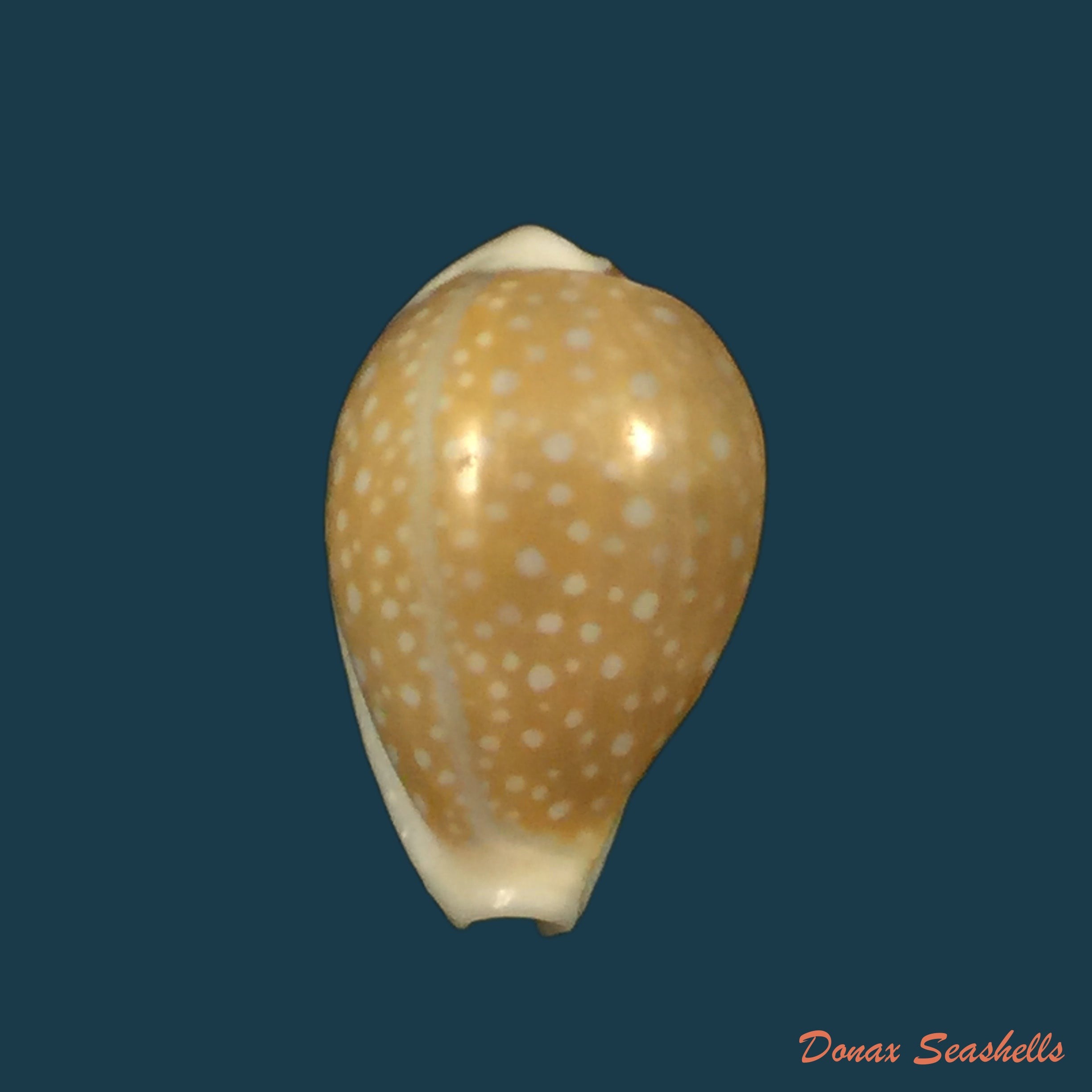 copia-de-naria-miliaris-gmelin-1791-20-9mm