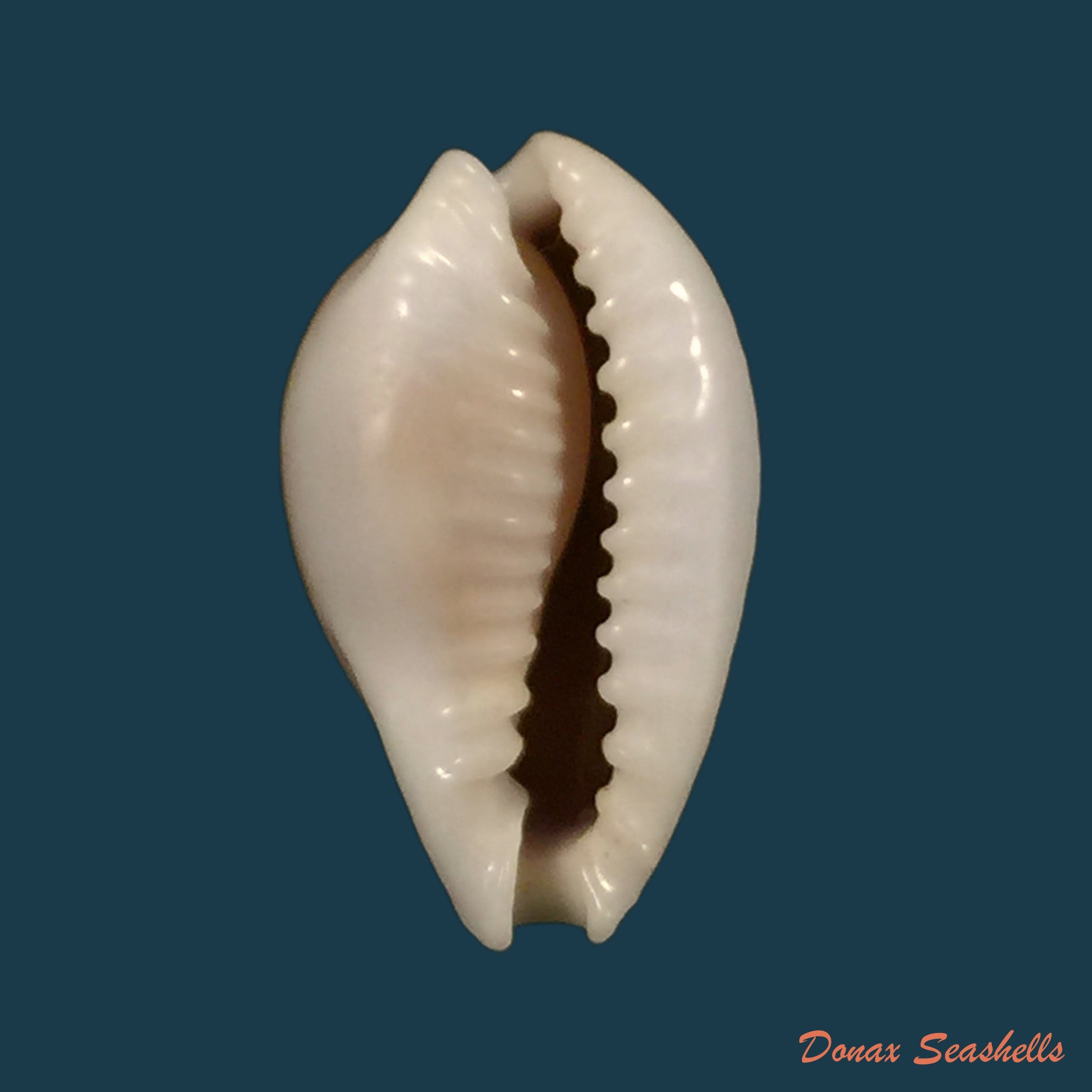 copia-de-naria-miliaris-gmelin-1791-20-9mm