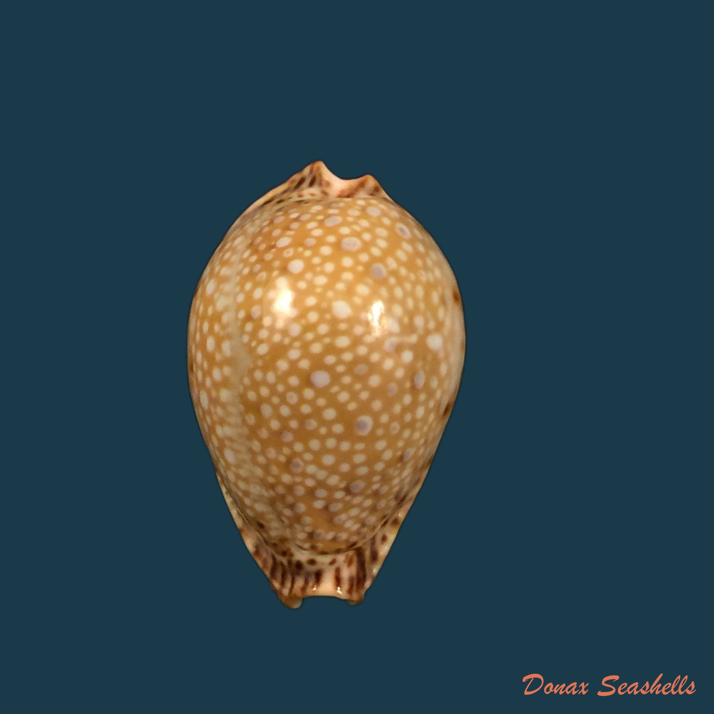 copia-de-naria-miliaris-gmelin-1791-20mm
