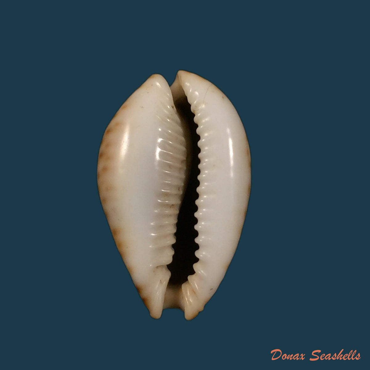 copia-de-naria-miliaris-gmelin-1791-20mm