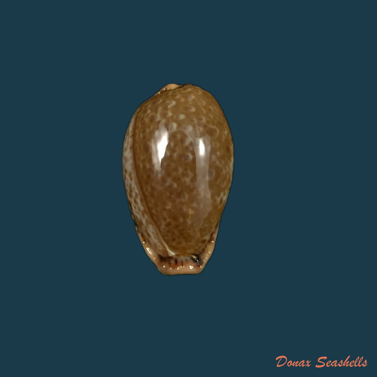 copia-de-naria-spurca-linnaeus-1758-26-2mm