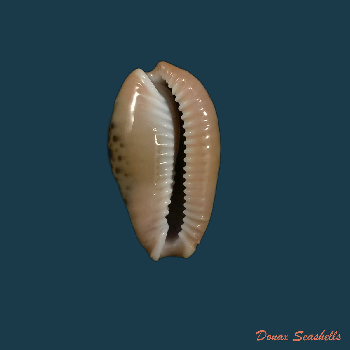 copia-de-naria-spurca-linnaeus-1758-26-2mm