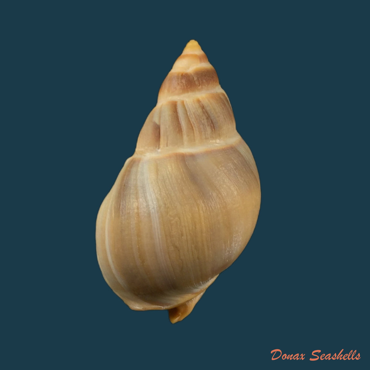 copia-de-nassarius-albescens-dunker-1846-14-3mm